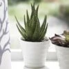 Aloe In Ceramic Pot -Dream Home Art 18026601 P