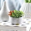 Succulent Garden In Round Pot 1 Succulent Garden In Round Pot -Dream Home Art 18912801 P