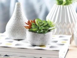 Succulent Garden In Round Pot