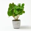 Money Plant In Cement Pot -Dream Home Art 21244101 P