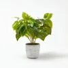 Devils Ivy In Cement Pot 1 Devils Ivy In Cement Pot -Dream Home Art 21244301 P