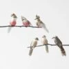 Feather Galah/ Kookaburra On Clip Set Of 6 -Dream Home Art 21602901 P