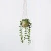 Hanging Plant - String Of Hearts -Dream Home Art 21706601 P