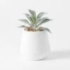 Angus Ceramic Potted Succulent - White -Dream Home Art 22093902 p 1