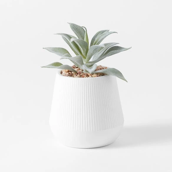 Angus Ceramic Potted Succulent - White 3 Angus Ceramic Potted Succulent - White